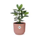 Clusia Princess en pot rose
