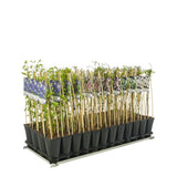 Mixshelf 50% Clematis, Climoirs à 50% + Light Label - Ø17cm - ↕75 cm