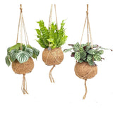 Kokodama Jungle Mix - 3 pièces - Ø17cm - ↕28cm