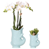 Ensemble orchidée blanche Amabilis et succulent Crassula turquoise