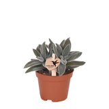 Plante succulente Tarentule verte en pot céramique