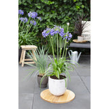 Agapanthus 'Ever Sapphire' - Ø19cm - ↕30cm
