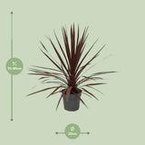 Plante Cordyline Australis étoile rouge 20 cm