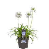 Agapanthus Fireworks - Ø23cm - ↕40cm - Ø14 - ↨20cm