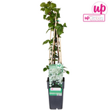 Hortengea pétiolaris - Klimhortensia - Ø15cm - ↕65cm