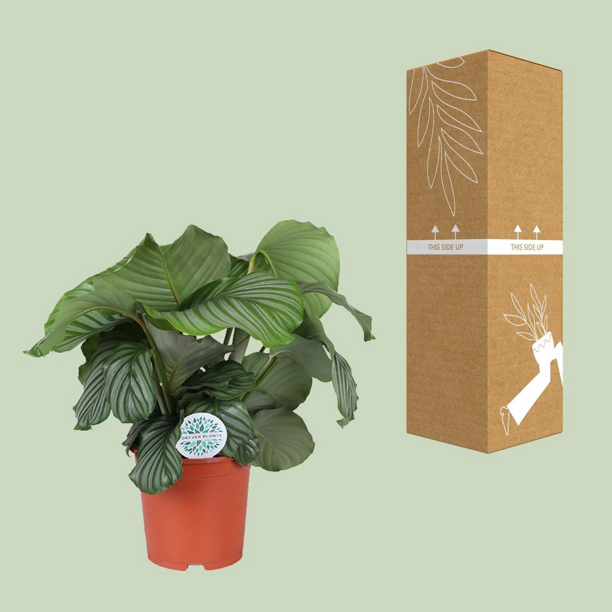 Calathea orbifolia dans un intérieur moderne
