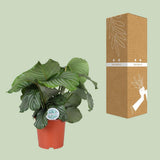 Calathea orbifolia dans un intérieur moderne