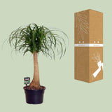 Beaucarnea nolina - Ø23cm - ↕60cm