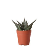 Haworthia Royal Highness dans un pot de 9 cm, feuilles vertes et blanches