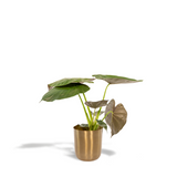 Plante Alocasia Wentii avec pot doré