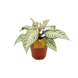 Aphelandra blanche 25 cm