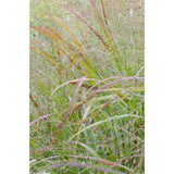 Panicum virgatum cheyenne ciel - Ø23cm - ↕60cm - Ø23 - ↨60cm