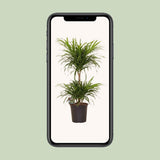 Dracaena Ref. Anita Variegata - Ø21cm - ↕80cm