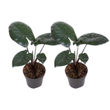 Lot de 2 alocasia chocolat vert en pot Ø12 cm