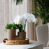 Pot de fleur duo orchidée blanche et succulente 35 cm