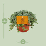 Pilea glauca - Ø11cm - ↕15cm