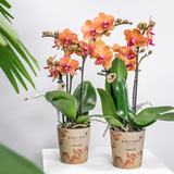 Lot de 4 orchidées Phalaenopsis orange avec pots