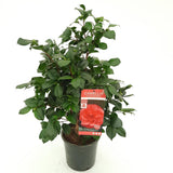 Camellia jap. 'Lady Campbell' - Ø26cm - ↕55cm - Ø26 - ↨55cm