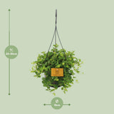 Peperomia rotundifolia - Ø15cm - ↕25cm