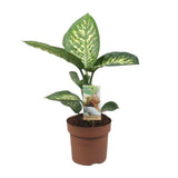 Plante dieffenbachia Tropic Snow Ø17 cm