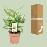 Dieffenbachia compacta - Ø17cm - ↕45cm