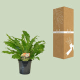 Asplenium Campio - Ø17cm - ↕50cm