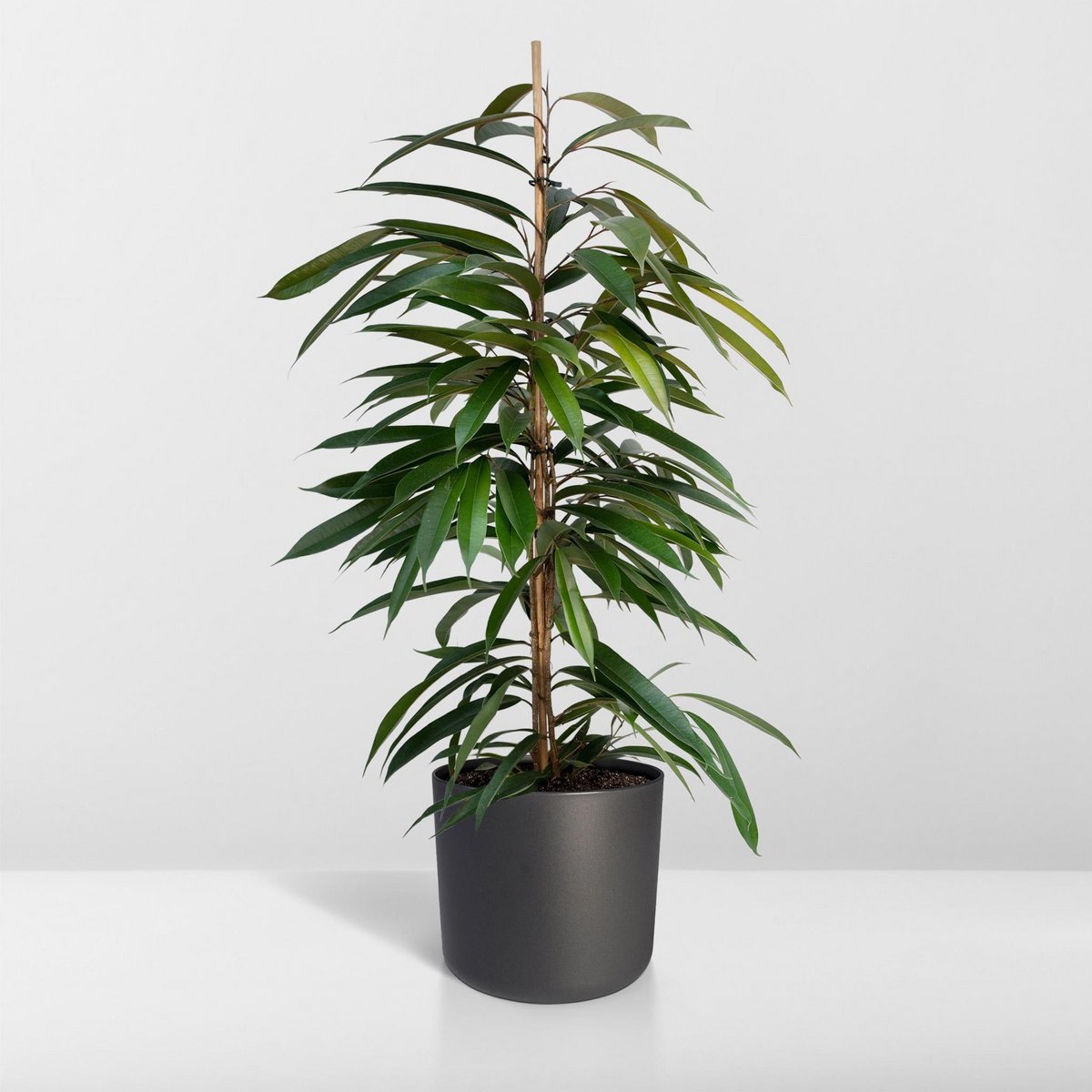 Ficus Amstel King, plante d'intérieur raffinée