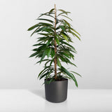 Ficus Amstel King, plante d'intérieur raffinée