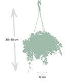 Parthenocissus Striatha Hang - Vigne vierge - Ø15cm - ↕15cm