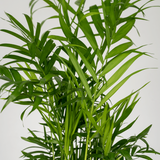 Chamaedorea elegans (Palme de montagne mexicain) - 2 pièces - Ø12cm - ↕40cm