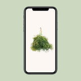 Rhipsalis en forme - Ø21cm - ↕50cm