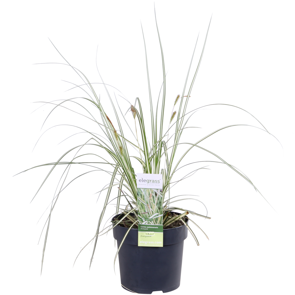 Image de diapositive