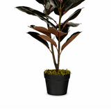 Plante artificielle Plante à caoutchouc Rouge
