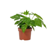 Fatsia japonica 12cm - Ø12cm - ↕22cm