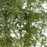 Polyscias fruticosa - Aralia - Ø21cm - ↕75cm