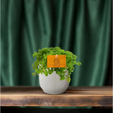 Plante aluminium Pilea 12 cm