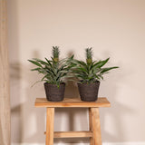 2x bromélia - ananasplant - 30 cm - Ø12