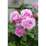 Lot de 3 rosiers roses Crazy in Love