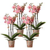 Lot de 4 orchidées Phalaenopsis Pirate Picotee en pot 12 cm