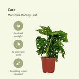2x Monstera Monkey Leaf - Plante en trou - 30cm - ø12