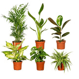 Coffret surprise - 6 plantes d'intérieur diverses - Ø12cm - ↕10-25 cm