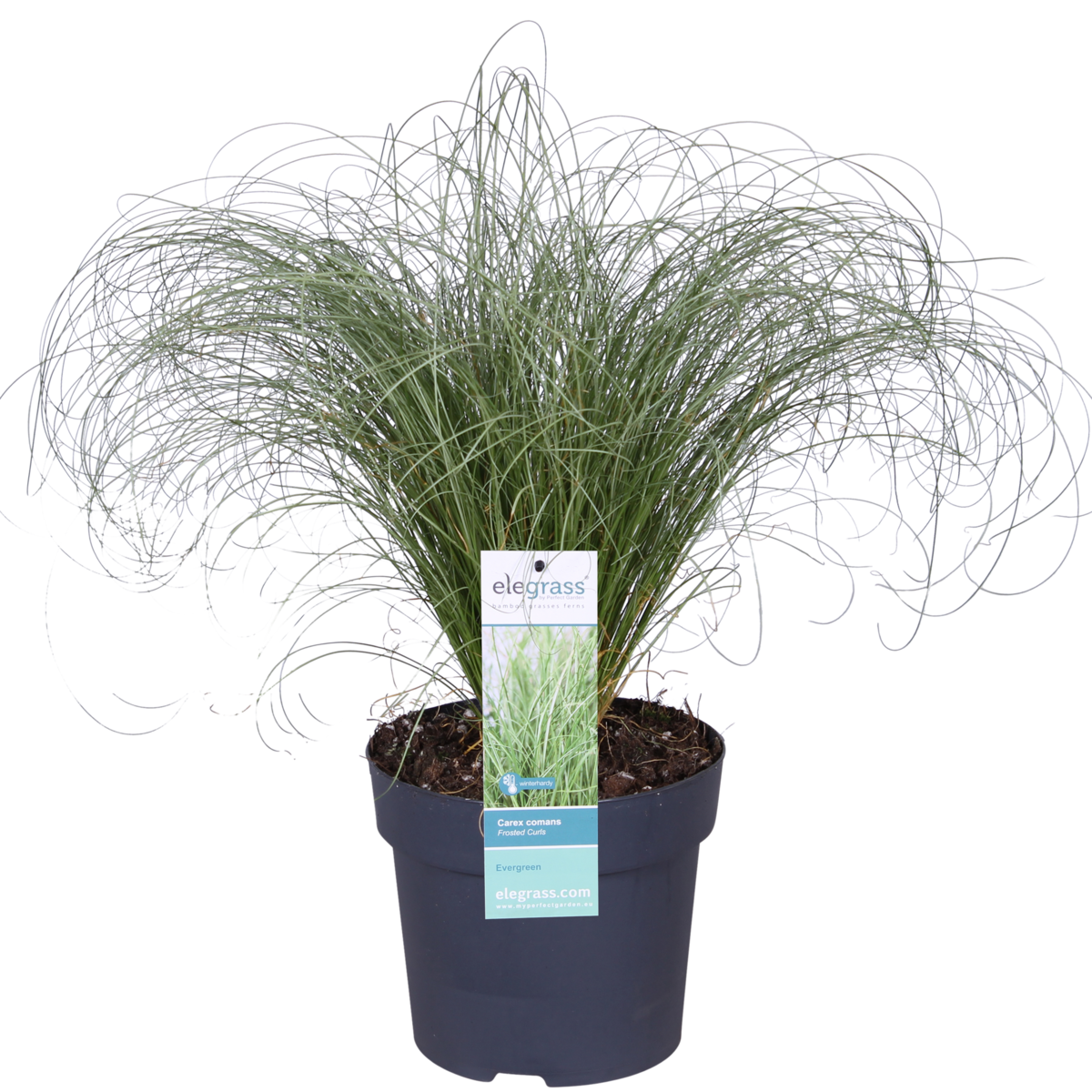 Carex Comans 'Frosted Curls' - Ø14cm - ↕30cm
