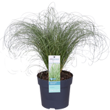 Carex Comans 'Frosted Curls' - Ø14cm - ↕30cm