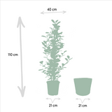 Lot de 4 ficus d'intérieur