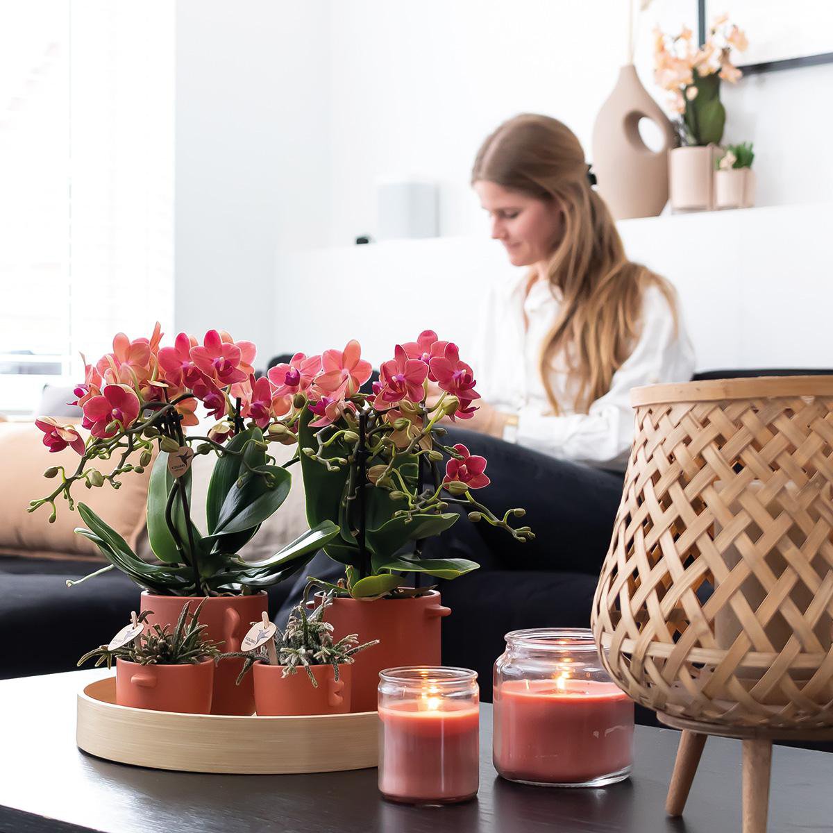 Lot de 2 orchidées Phalaenopsis rouges en pot terre cuite