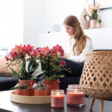 Lot de 2 orchidées Phalaenopsis rouges en pot terre cuite
