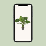 ALLOCASIA Gageana California - Ø21cm - ↕80cm