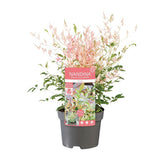 Nandina Dom. 'Twilight' - Ø19cm - ↕30cm