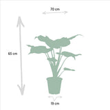 Lot de 2 Alocasia Cucullata et Wenii