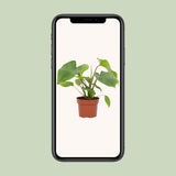Plante Homalomena Rubescens Maggy verte